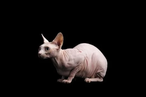 Cat sphinx on a black background. studio photo. Stock Photos