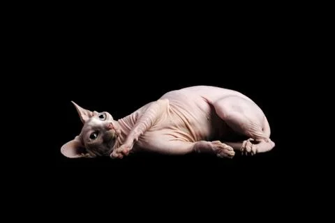 Cat sphinx on a black background. studio photo. Stock Photos