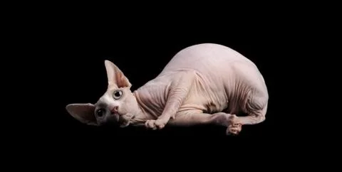 Cat sphinx on a black background. studio photo. Stock Photos