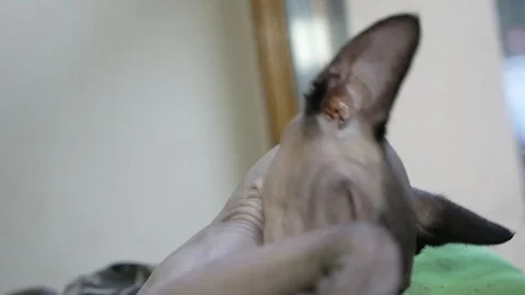Cat Sphinx clean and sleeps Stock Footage 94587917