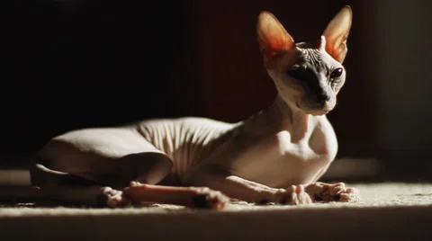 Cat Sphinx Stock-Footage 5013062