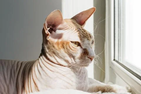 Cat. The Sphinx. Pets. Affectionate thoroughbred cat. Animal themes Stock Photos