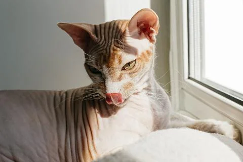 Cat. The Sphinx. Pets. Affectionate thoroughbred cat. Animal themes Stock Photos