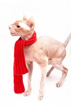 Cat sphinx warm with red scarf Stock Photos