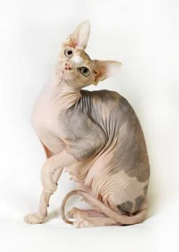 Cat sphinx on a white background Stock Photos