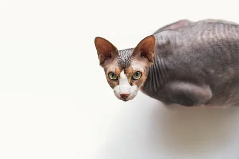 Cat a sphinx on a white background in studio Stock Photos