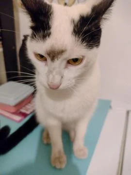 Cat with spot in the middle of forehead and black ears Stock Photos