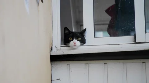 A cat with a spotted face looks from the balcony directly into the camera Stock Footage 320556630