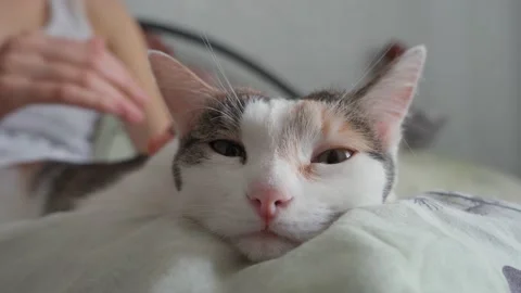 The cat spread her ears to be stroked on the head Stock Footage 151920369