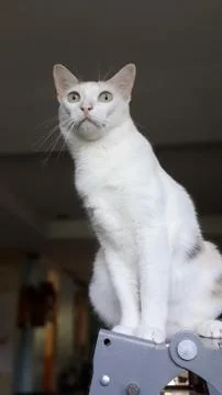 Cat of spy Stock Photos
