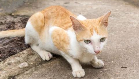 Cat squat Stock Photos