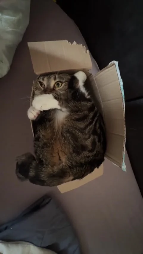 Cat Squeezed Into Tiny Cardboard Box, Oskemen, Kazakhstan - 19 Feb 2025 Stock Footage 318181131