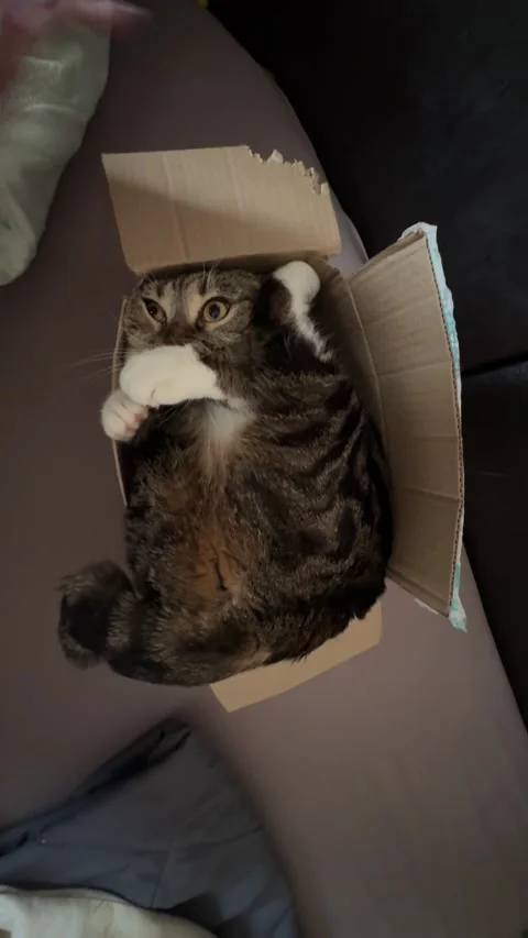 Cat Squeezed Into Tiny Cardboard Box, Oskemen, Kazakhstan - 19 Feb 2025 Stock Footage 318181132