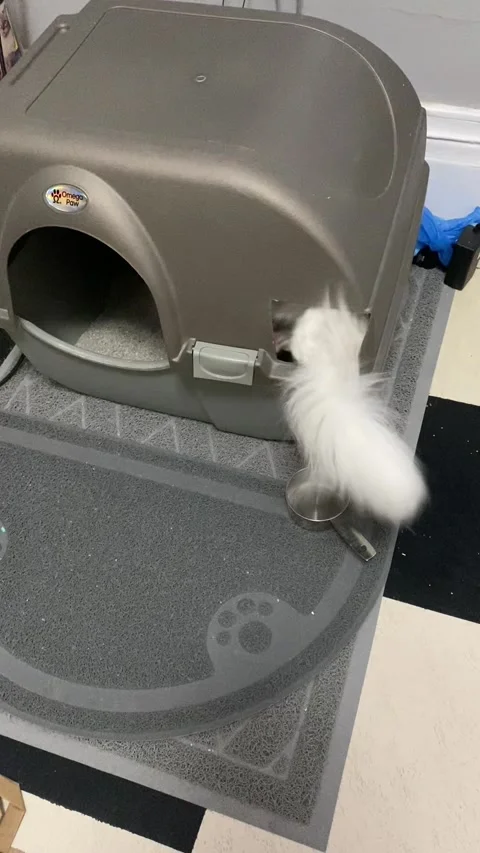 Cat Squeezes through the Wrong Litter Box Opening, Toronto, Ontario, Canada Stock Footage 205351211