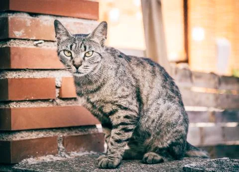 Cat on the sreet Stock-Fotos