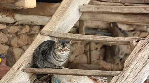 Cat on the stairs Stock Footage 51843471