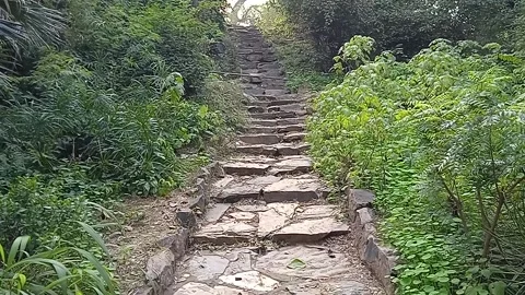 Cat on stairs Stock Footage 148404571