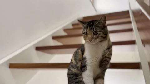 Cat on the Stairs Stock Footage 193611078