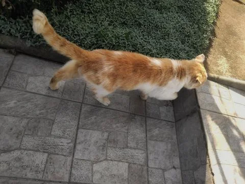 Cat on the Stairs 写真素材