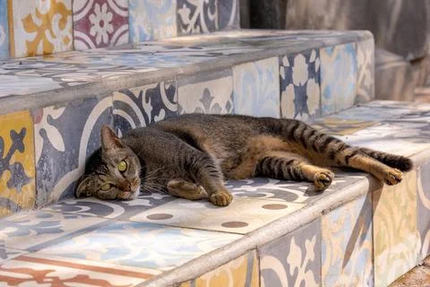 Cat on the stairs1 Stock Photos