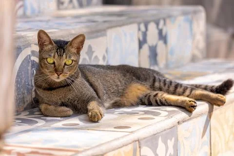 Cat on the stairs13 Stock Photos