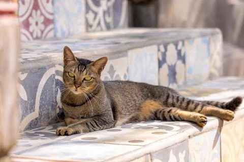 Cat on the stairs16 Stock Photos