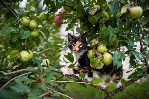 Cat is Standing on the Apple Tree Branch Stock Photos