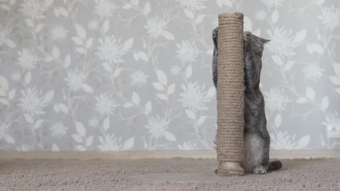 Cat standing on back legs, sharpen claws on scratching post and looking forward Stock Footage 108721404