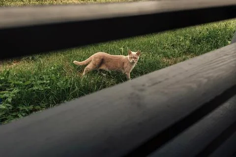 Cat Standing Behind Bench in Grass Stock Photos