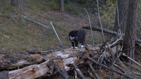 Cat standing on dead tree in forest Stock Footage 108564159