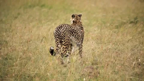 A cat is standing on a dry grass field Stock Footage 155393255