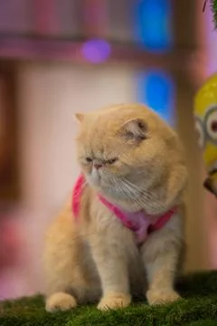 Cat standing in front. Stock Photos