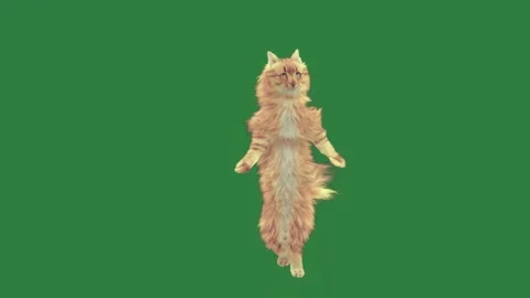 Cat standing on its hinds and is jumping in the air hind dancing Stock Footage 335978261