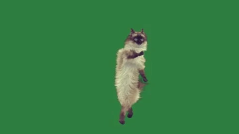 A cat standing s hinds green screen and is jumping in the air elements Stock Footage 335146868