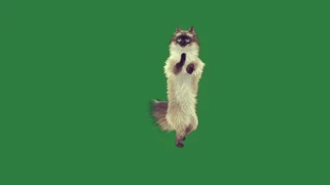A cat standing s hinds green screen and is jumping in the air illustration Stock Footage 335697126
