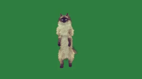 A cat is standing s hinds green screen and composition frame elements figure Stock Footage 335697200