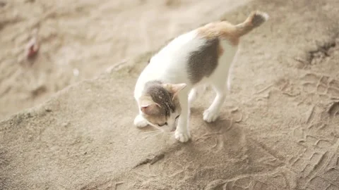 A cat standing on the sand Video stock 213104133