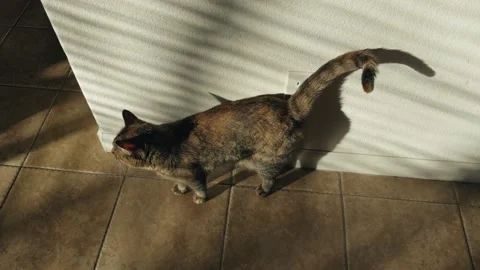 Cat standing in sunlight from a window indoors 스톡 동영상 329954214