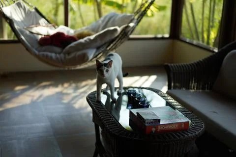 Cat standing on a table Stock Photos