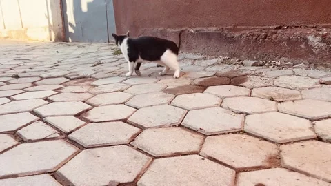 Cat Standing Then Walking in Town | Domestic Feline Stock Footage 4K 库存影片 163980014