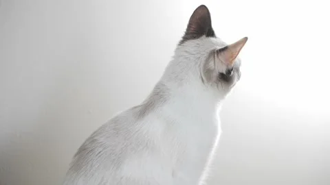 Cat Standing on top of Cat Tower Video stock 147061184