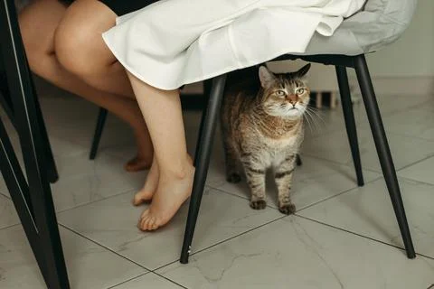 The cat is standing under the chair on which the hostess is sitting, Stock Photos