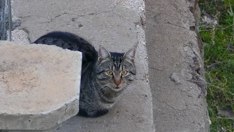 A Cat Standing on a Wall, A Cat's Sudden Reflex, Meowing Cat, 스톡 동영상 238701368