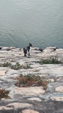 Cat Standing by the Water's Edge 스톡 사진