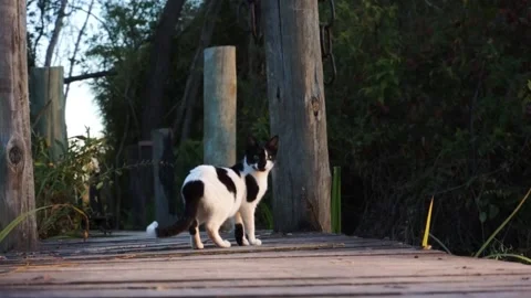 Cat standing in the woods Stock Footage 196447502