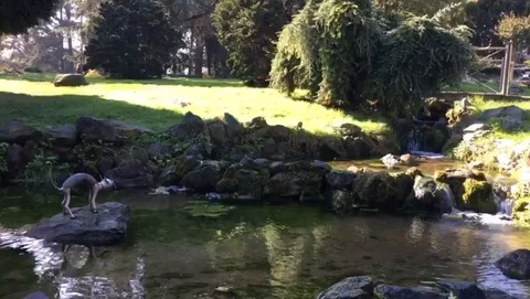 Cat stands  in a pond Stock Footage 96352262