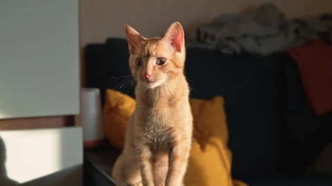 A cat stands on a table with its front paws resting on the edge. The setting Stock Footage 345868427
