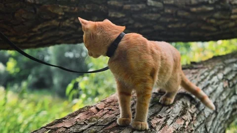 A cat stands on a tree trunk while wearing a harness, looking around in an Video stock 345876660