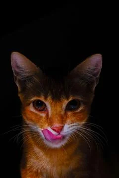 Cat star Stock Photos