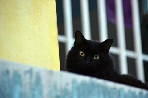 Cat stare down Stock Photos
